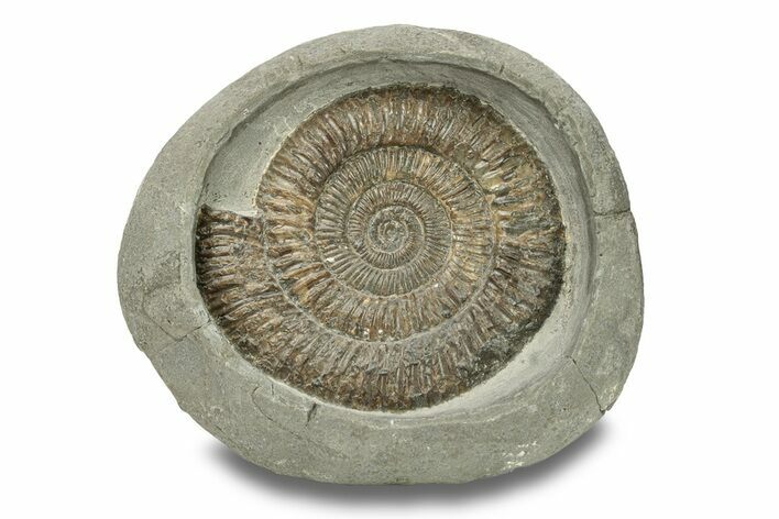 Jurassic Ammonite (Dactylioceras) Fossil - England #279549